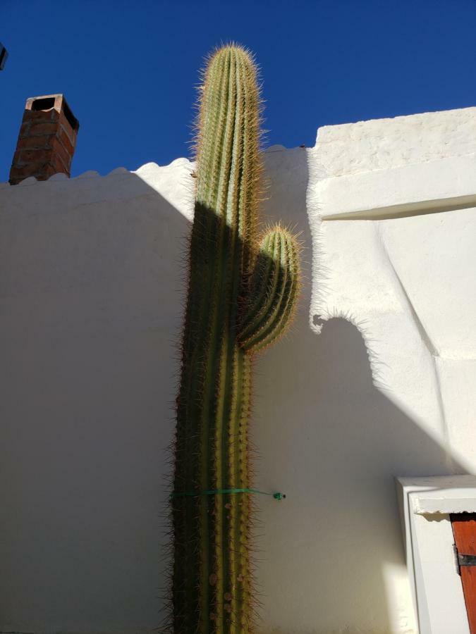 Casa Cactus Cafayate Hotel Kültér fotó