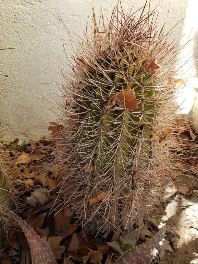 Casa Cactus Cafayate Hotel Kültér fotó
