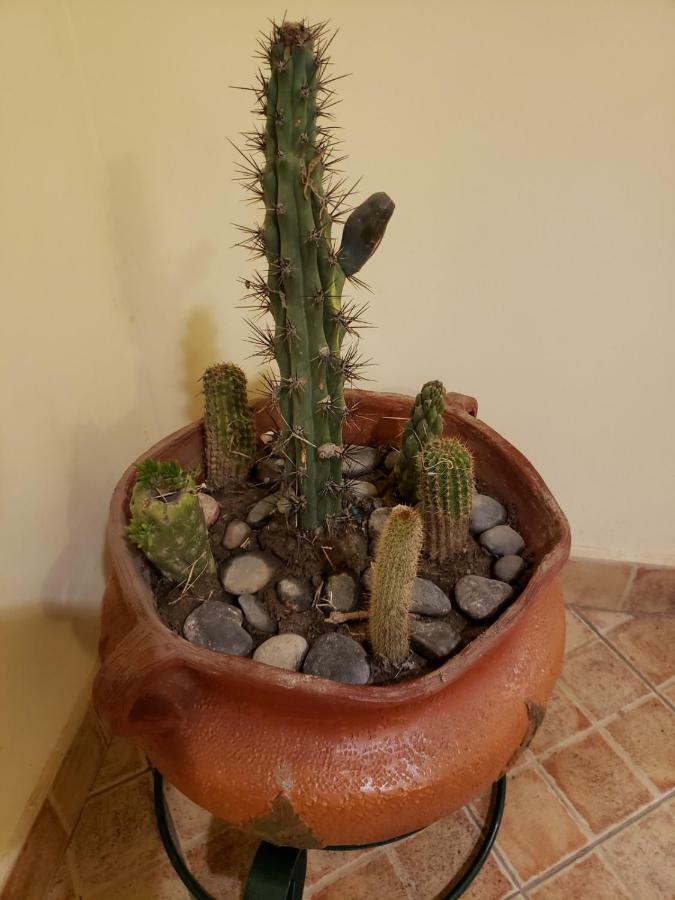 Casa Cactus Cafayate Hotel Kültér fotó
